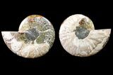 Bargain, Cut & Polished Ammonite Fossil - Madagascar #148014-1